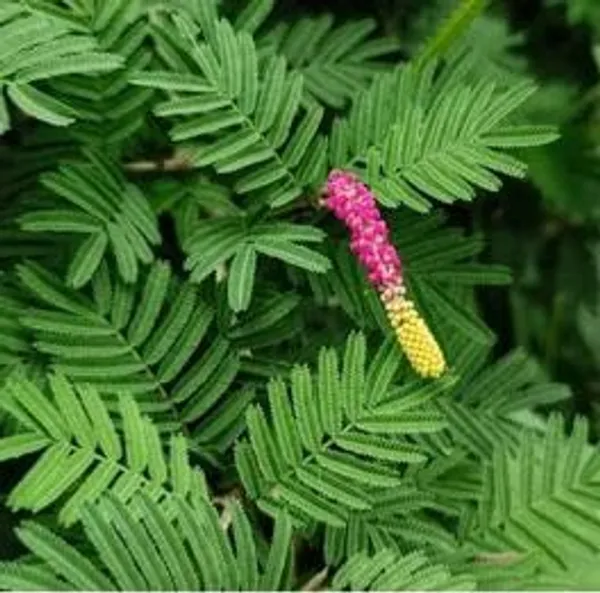 Shami_Flower_Plant