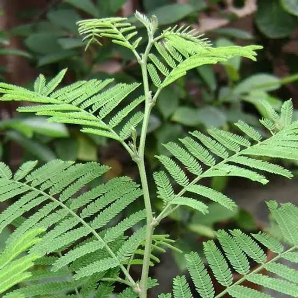 Shami_Flower_Plant