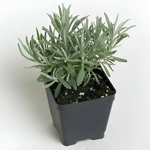 Home_Gardening_Healthy_Lavender_Flower_Tree_Plant_For_Home_Gardening_And_Roof_Top