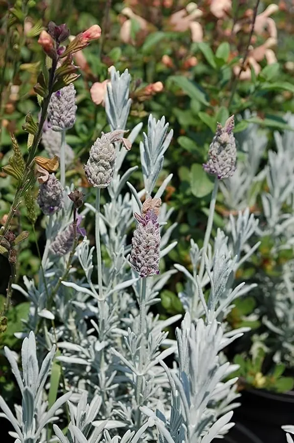Home_Gardening_Healthy_Lavender_Flower_Tree_Plant_For_Home_Gardening_And_Roof_Top