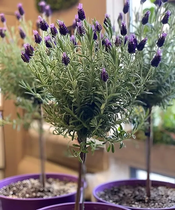 Home_Gardening_Healthy_Lavender_Flower_Tree_Plant_For_Home_Gardening_And_Roof_Top