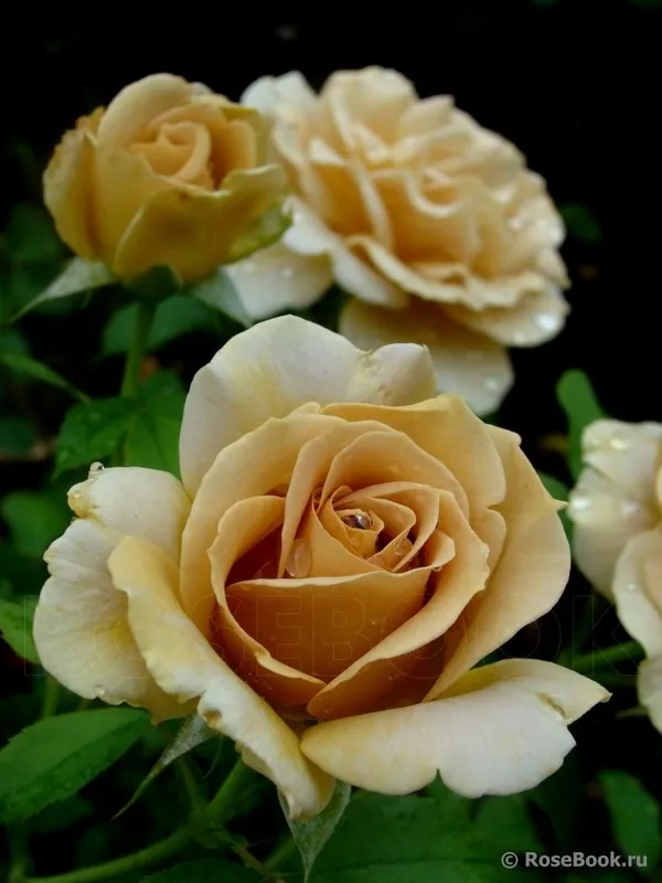 Honey_Dijon_Rose_Flower_Plant_Rare_Mustard_Yellow_Rose_Live_Garden_Rose_Plant