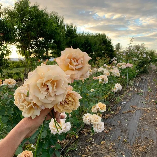 Honey_Dijon_Rose_Flower_Plant_Rare_Mustard_Yellow_Rose_Live_Garden_Rose_Plant