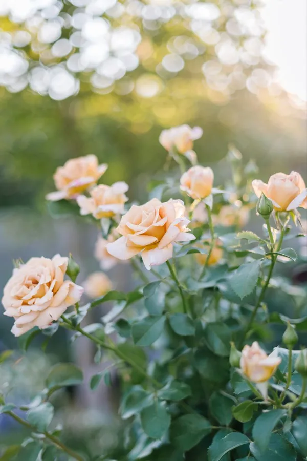 Honey_Dijon_Rose_Flower_Plant_Rare_Mustard_Yellow_Rose_Live_Garden_Rose_Plant