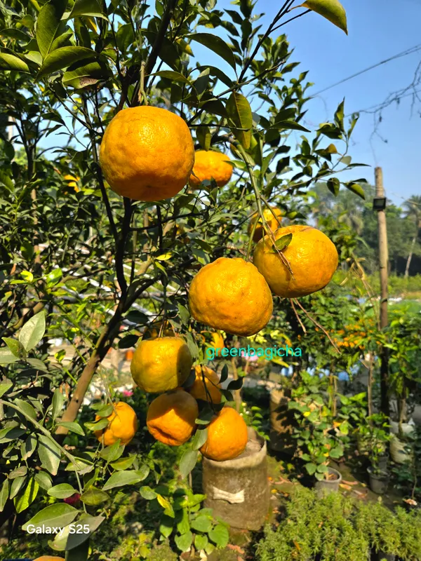 Nagpur_Mandarin_Orange_All_Time_Variety_Healthy_Sweet_Grafted_Fruit__Plants