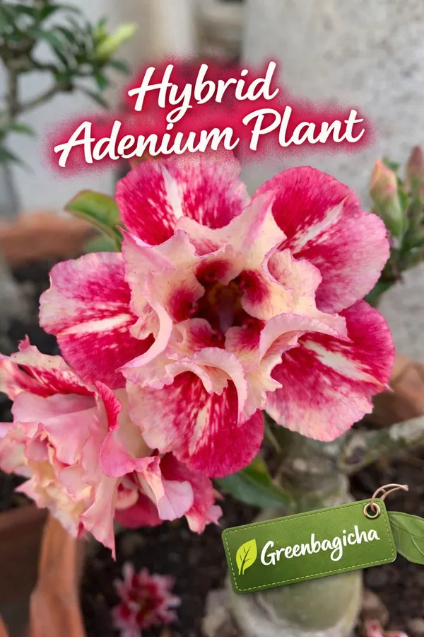 Hybrid_Adenium_(Grafted_Desert_Rose)_–_Double_Flower__Plant