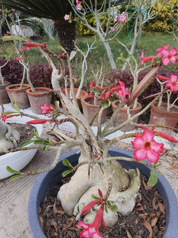 Hybrid_white-Pink_Adenium_Grafted_Desert_Rose_Double_Flower_Plant
