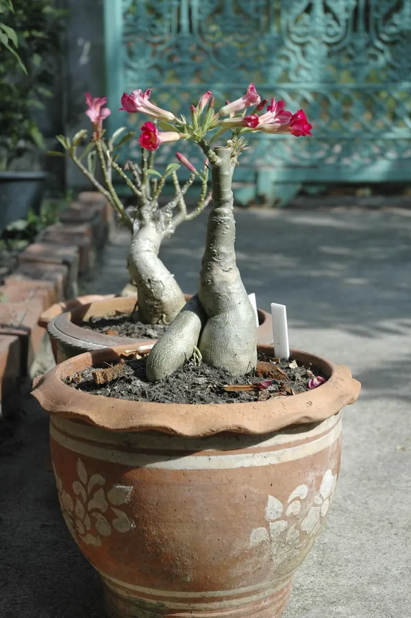 Hybrid_white-Pink_Adenium_Grafted_Desert_Rose_Double_Flower_Plant