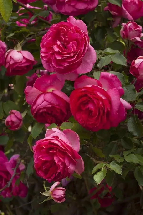 Hybrid_Climbing_Rose_Plant