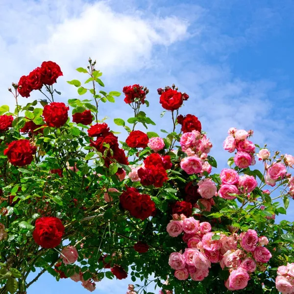 Hybrid_Climbing_Rose_Plant