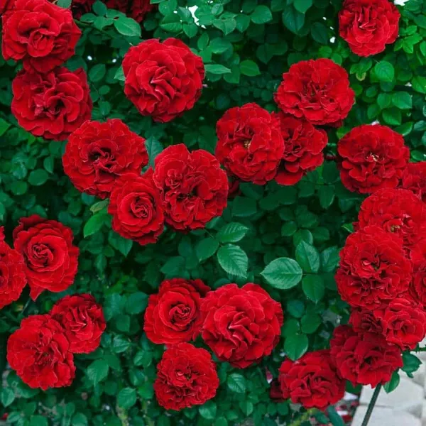 Hybrid_Climbing_Rose_Plant