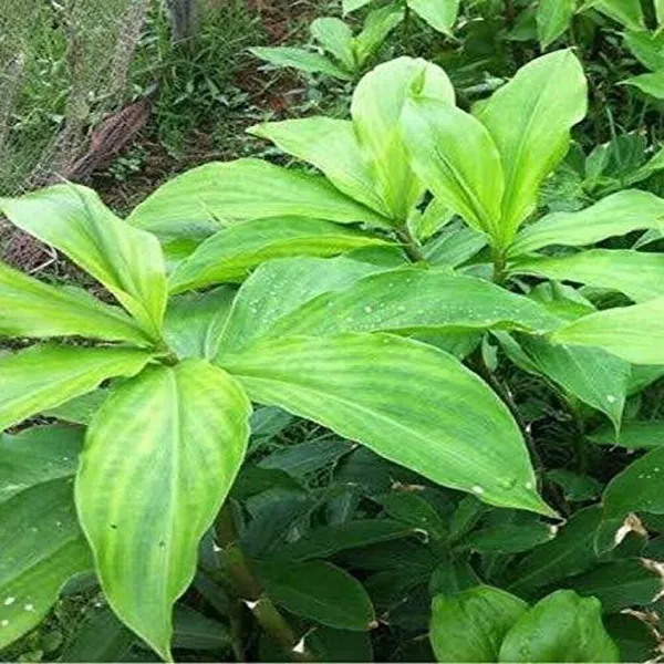 Insulin_Plant_for__Helthy_life