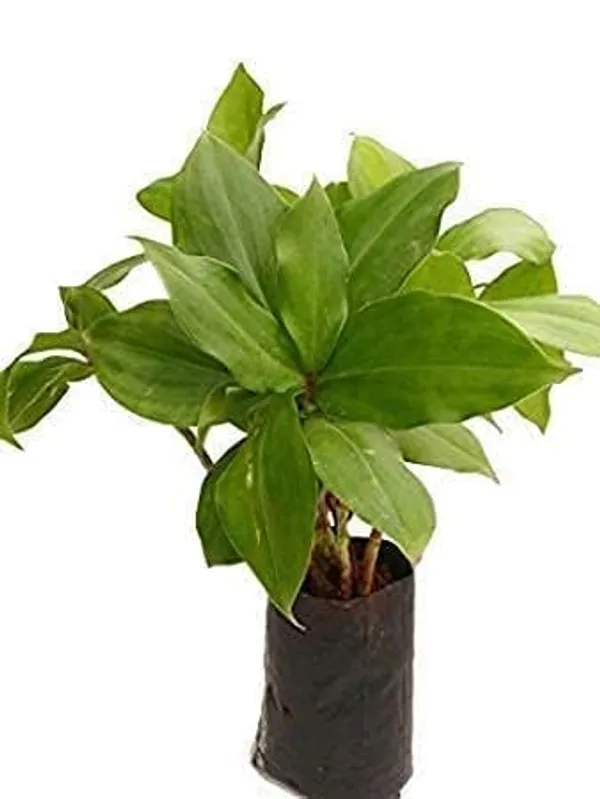 Insulin_Plant_for__Helthy_life