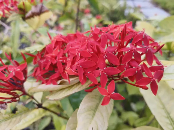 Ixora_Rangan_Live_Flowering_Plant_Jungle_Geranium_Outdoor_Flower_Plant_For_Garden_And_Balcony