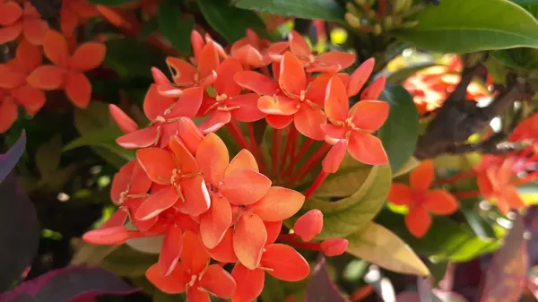 Ixora_Rangan_Live_Flowering_Plant_Jungle_Geranium_Outdoor_Flower_Plant_For_Garden_And_Balcony