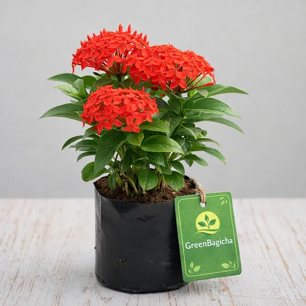 Ixora_(Rangan)_Live_Flowering_Plant_|_Jungle_Geranium_|_Outdoor_Flower_Plant_for_Garden_&_Balcony