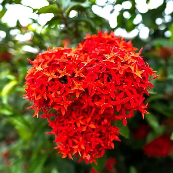 Ixora_Rangan_Live_Flowering_Plant_Jungle_Geranium_Outdoor_Flower_Plant_For_Garden_And_Balcony