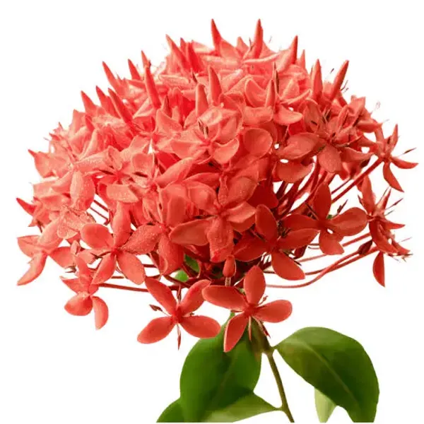 Ixora_Rangan_Live_Flowering_Plant_Jungle_Geranium_Outdoor_Flower_Plant_For_Garden_And_Balcony