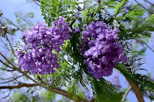 Jacaranda_Mimosifolia_Neel_Mohar_Flower_Plant_For_Home_Garden_Tree
