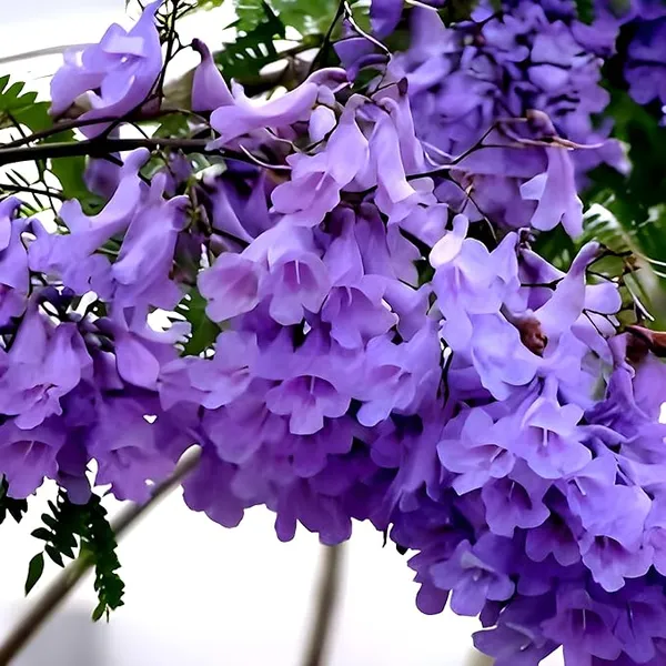 Jacaranda_Mimosifolia_Neel_Mohar_Flower_Plant_For_Home_Garden_Tree