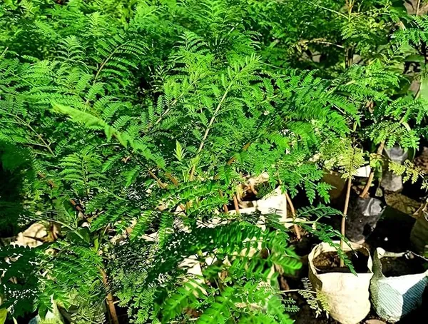 Jacaranda_Mimosifolia_Neel_Mohar_Flower_Plant_For_Home_Garden_Tree