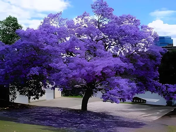 Jacaranda_Mimosifolia_Neel_Mohar_Flower_Plant_For_Home_Garden_Tree