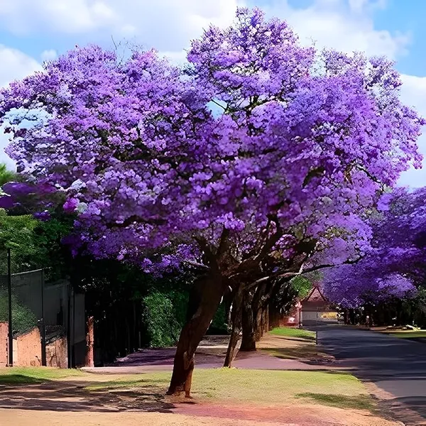 Jacaranda_Mimosifolia_Neel_Mohar_Flower_Plant_For_Home_Garden_Tree