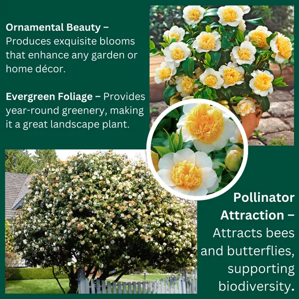 Japanese_Camellia_Plant_Flowering_Shrub_For_Home_And_Garden_Outdoor_And_Indoor_Pot_Plant