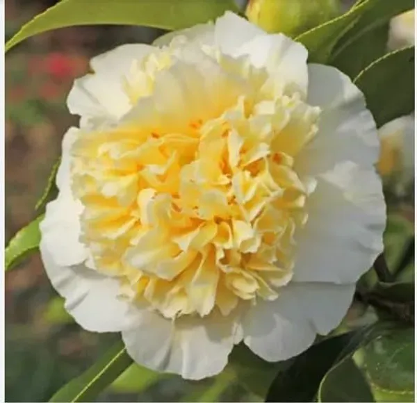 Japanese_Camellia_Plant_Flowering_Shrub_For_Home_And_Garden_Outdoor_And_Indoor_Pot_Plant