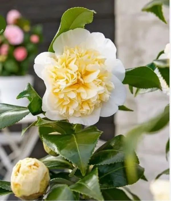 Japanese_Camellia_Plant_Flowering_Shrub_For_Home_And_Garden_Outdoor_And_Indoor_Pot_Plant