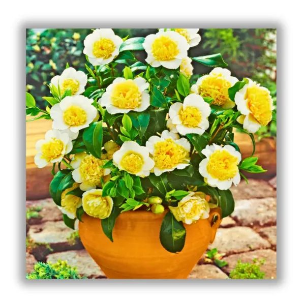 Japanese_Camellia_Plant_Flowering_Shrub_For_Home_And_Garden_Outdoor_And_Indoor_Pot_Plant