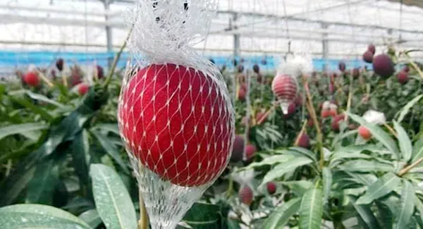 Japanese_Miyazaki_Mango_Fruit_Plant