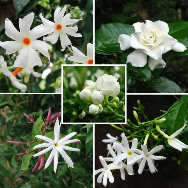 Jasmine_Mogra_And_Sheuli_Parijat_Plant_Combo_Pack_Of_2