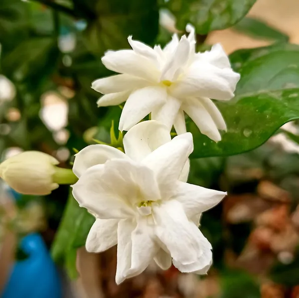 Jasmine_Mogra_And_Sheuli_Parijat_Plant_Combo_Pack_Of_2