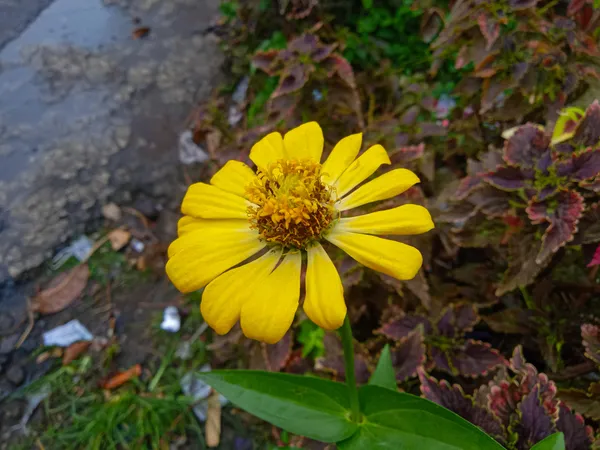 Yellow_Jiniya_Zinnia_Plant