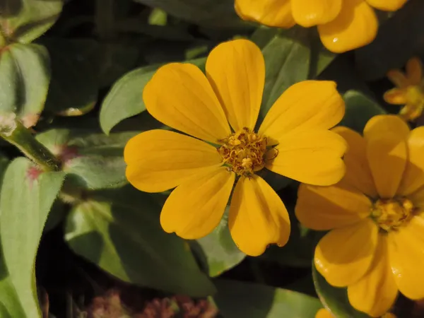 Yellow_Jiniya_Zinnia_Plant