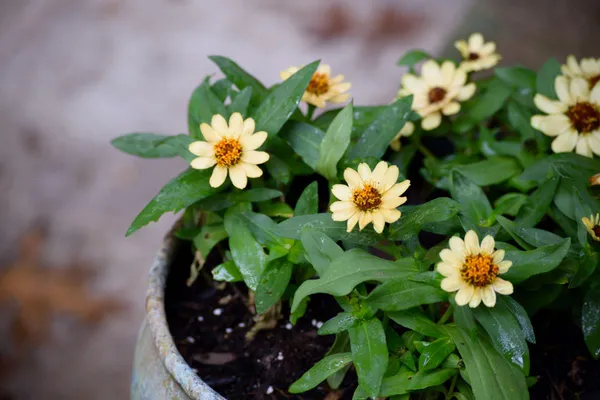 Jiniya_(Zinnia)_Plant_–_Yellow+
