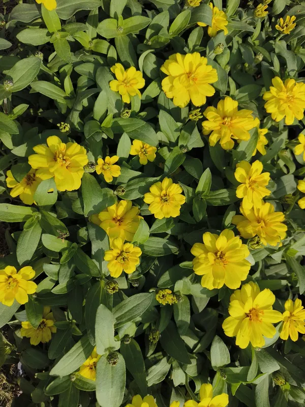 Yellow_Jiniya_Zinnia_Plant