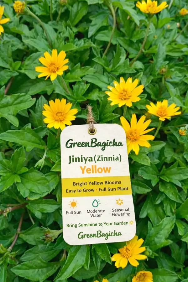 Jiniya_(Zinnia)_Plant_–_Yellow+