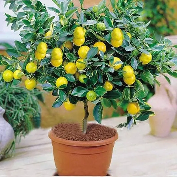 Kagoji_Nimbu_Fruit_Tree_Lemon_Plant_Live_Thin_Peel_Juicy_Lemon_Fast_Growing_Citrus_Plant