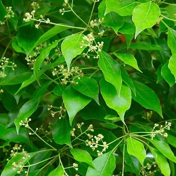 Kapoor_Plants_Cinnamomum_Camphora_Kapur_Tree