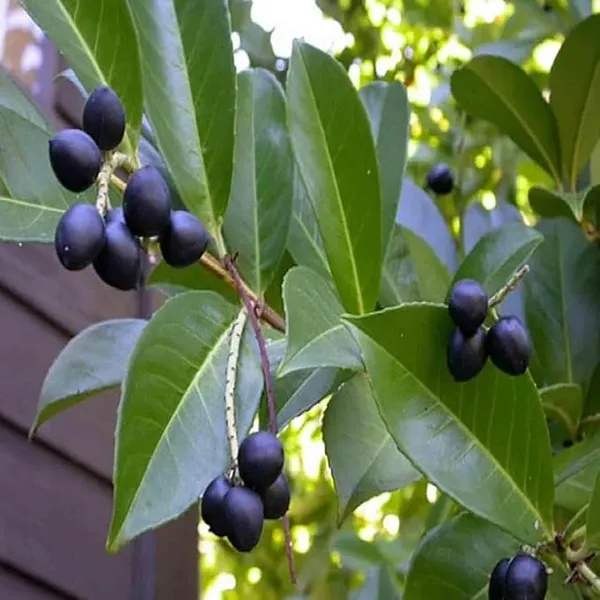 Kapoor_Plants_Cinnamomum_Camphora_Kapur_Tree