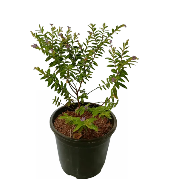 Kufiya_plant_for_gardening