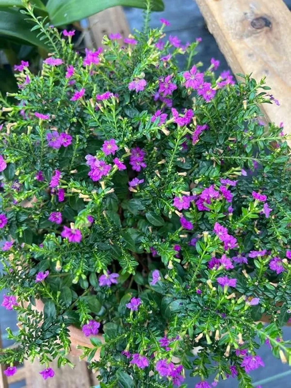 Kufiya_Plant_For_Gardening