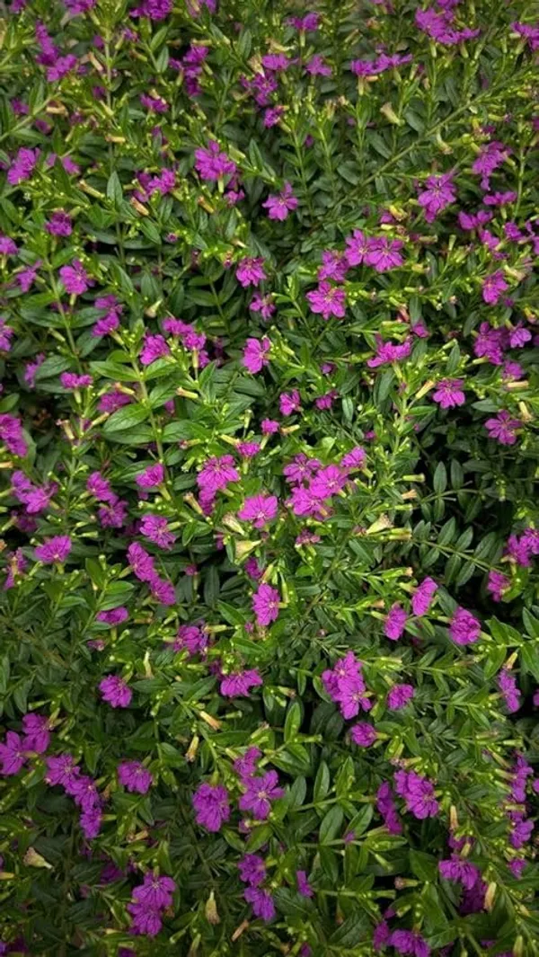 Kufiya_Plant_For_Gardening