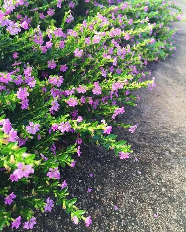 Kufiya_Plant_For_Gardening