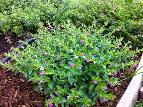 Kufiya_Plant_For_Gardening