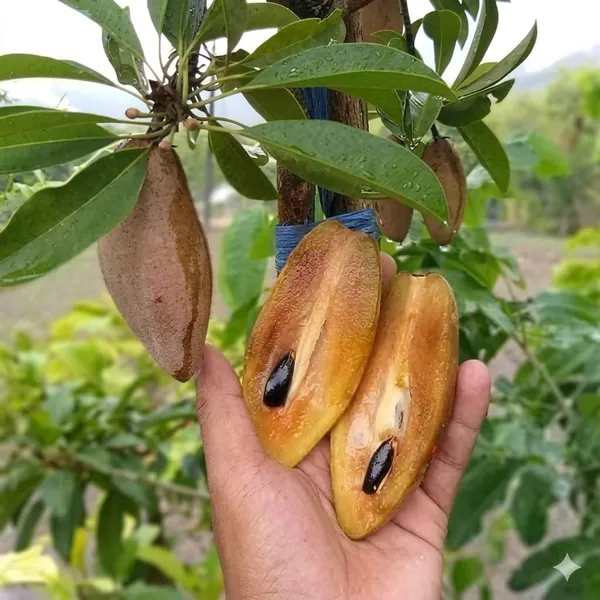 Thai_Banana_Long_Chiku_Live_Fruit_Plant