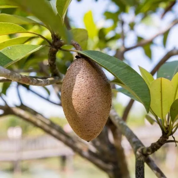 Thai_Banana_Long_Chiku_Live_Fruit_Plant