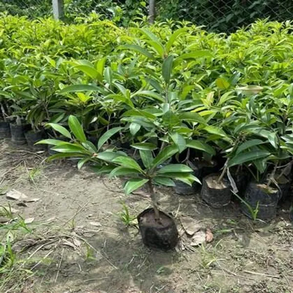Thai_Banana_Long_Chiku_Live_Fruit_Plant